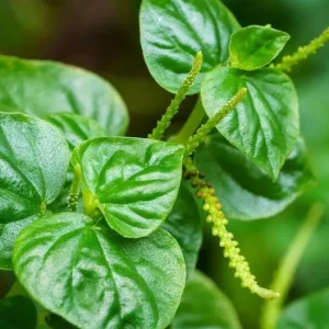 Peperomia Pellucida Seeds - 900 Seeds for Planting, Crab Claw Herb - Image 1