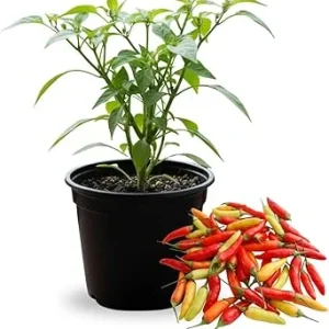 Pepper Live Plant 4 Inch Pot, 2 Per Pot, Small Hot Peppers for Garden & Patio - Image 2
