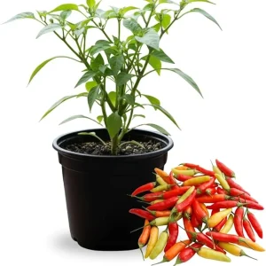 Pepper Live Plant 4 Inch Pot, 2 Per Pot, Small Hot Peppers for Garden & Patio - Image 5