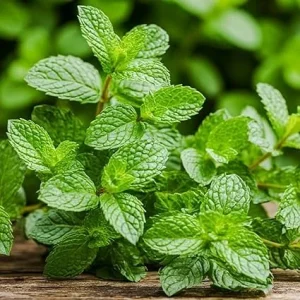 Peppermint Live Plant – 2 Bare Root Herb Starter Plants – 4-6 Inch – Indoor/Outdoor - Image 3