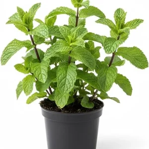 Peppermint Live Plant – 4 Inch Potted Herb for Garden & Indoors - Image 3