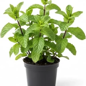 Peppermint Live Plant – 4 Inch Potted Herb for Garden & Indoors - Image 4