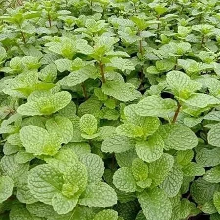 Peppermint Live Plant – Fresh Mint Herb – 4 Inch Pot – Indoor/Outdoor - Image 5