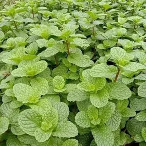 Peppermint Live Plant – Fresh Mint Herb – 4 Inch Pot – Indoor/Outdoor - Image 1