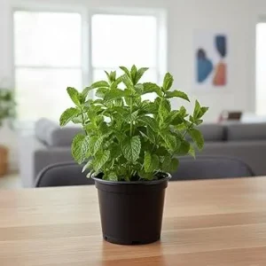 Peppermint Live Plant in 4'' Pot - Culinary & Garden Herb, Perennial - Image 5