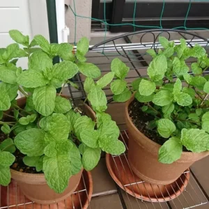 Peppermint Live Plants - 3-Pack Fast Growing Culinary Herb Mint for Indoor Outdoor Gardening, Cold Hardy, 4-7 inches - Image 8