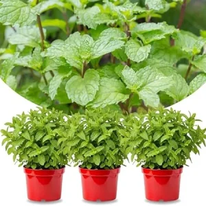 Peppermint Live Plants - Set of 3 - Fragrant Culinary Herb for Indoor/Outdoor Garden - Cold Hardy - Image 6