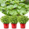 Peppermint Live Plants - Set of 3 - Fragrant Culinary Herb for Indoor/Outdoor Garden - Cold Hardy - Image 1
