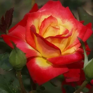 Perfect Moment Rose Live Hybrid Tea Plant - Yellow & Red Flowers, 5-9 Inch Tall - Image 2