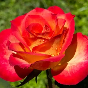 Perfect Moment Rose Live Hybrid Tea Plant - Yellow & Red Flowers, 5-9 Inch Tall - Image 3