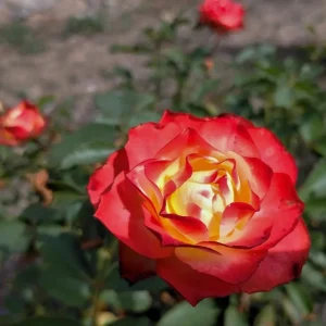Perfect Moment Rose Live Hybrid Tea Plant - Yellow & Red Flowers, 5-9 Inch Tall - Image 5