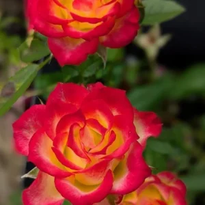 Perfect Moment Rose Live Hybrid Tea Plant - Yellow & Red Flowers, 5-9 Inch Tall - Image 7