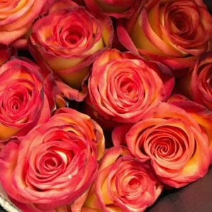 Perfect Moment Rose Live Hybrid Tea Plant - Yellow & Red Flowers, 5-9 Inch Tall - Image 8