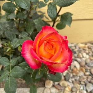 Perfect Moment Rose Live Hybrid Tea Plant - Yellow & Red Flowers, 5-9 Inch Tall - Image 9