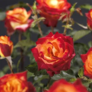 Perfect Moment Rose Live Hybrid Tea Plant - Yellow & Red Flowers, 5-9 Inch Tall - Image 1