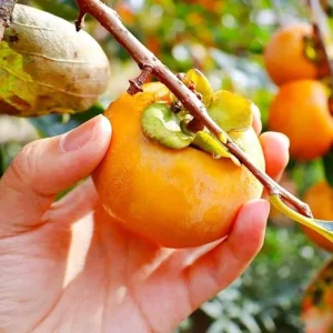 Persimmon Tree Live Plant - 1 Foot Tall Hardy Fruit Tree, Outdoor - Image 3