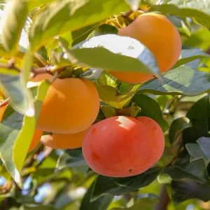 Persimmon Tree Live Plant - 6-12 Inch Tall, Quart Pot, Outdoor Fruit Tree - Image 4