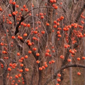 Persimmon Tree Live Plant - 6-12 Inch Tall, Quart Pot, Outdoor - Image 4