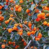 Persimmon Tree Live Plant – 6-12 Inches Tall – Quart Pot – Outdoor Fruit Tree - Image 1