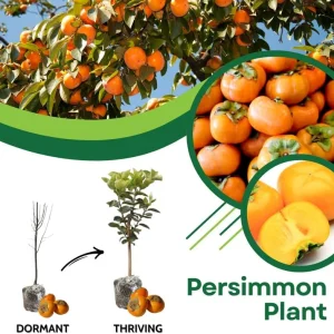 Persimmon Tree Live Plant - 6-12 Inches Tall, Quart Pot, Outdoor - Image 3