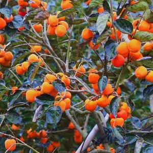 Persimmon Tree Live Plant – 6-12 Inches Tall – Quart Pot – Outdoor Fruit Tree - Image 3