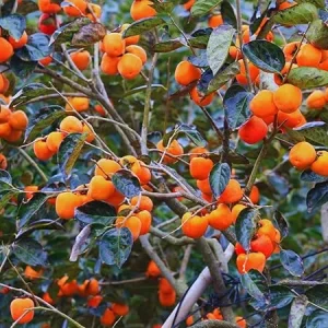 Persimmon Tree Live Plant – 6-12 Inches Tall – Quart Pot – Outdoor Fruit Tree - Image 4