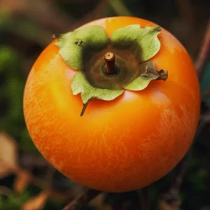 Persimmon Tree Live Plant - 6-12 Inches Tall, Quart Pot, Outdoor - Image 5