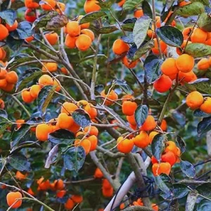 Persimmon Tree Live Plant – 6-12 Inches Tall – Quart Pot – Outdoor Fruit Tree - Image 7