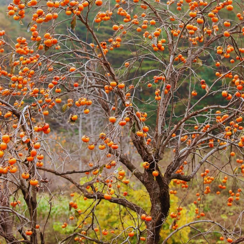 Persimmon Tree Live Plant - 6-12 Inches Tall, Quart Pot, Outdoor - Image 7