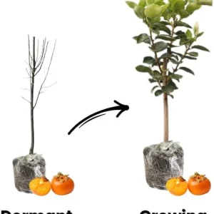Persimmon Tree Live Plant, Sweet Fruit Tree, 6-12 Inches, Outdoor - Image 3