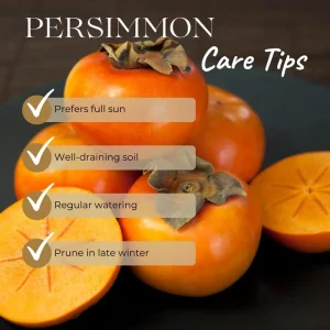 Persimmon Tree Live Plant, Sweet Fruit Tree, 6-12 Inches, Outdoor - Image 4