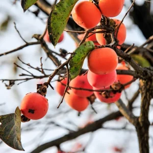 Persimmon Tree Live Plant, Sweet Fruit Tree, 6-12 Inches, Outdoor - Image 6