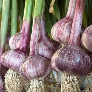 Peruvian Purple Stripe Hardneck Garlic Bulbs for Planting - 1 Pound - Image 2