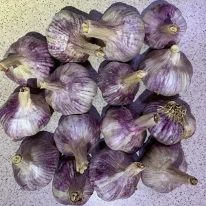 Peruvian Purple Stripe Hardneck Garlic Bulbs for Planting - 1 Pound - Image 3