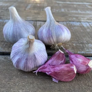 Peruvian Purple Stripe Hardneck Garlic Bulbs for Planting - 1 Pound - Image 7