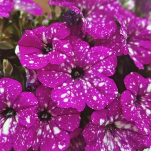 Petunia Live Plant – Burgundy Spotted – 2 Pack, 4-8'' Tall – Outdoor Flowers - Image 1