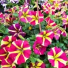 Petunia Live Plants – 2 Random Color Seedlings – 5-9 Inch Tall – Outdoor - Image 1
