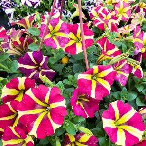 Petunia Live Plants – 2 Random Color Seedlings – 5-9 Inch Tall – Outdoor - Image 1