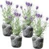 Phenomenal Lavender Live Plant – 4 Pack, 4-8" Tall, Fragrant Perennial - Image 1