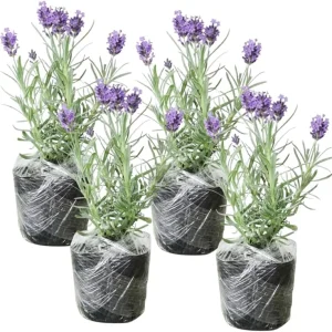 Phenomenal Lavender Live Plant – 4 Pack, 4-8