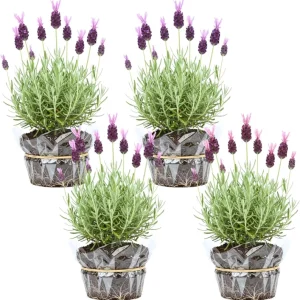 Phenomenal Lavender Live Plant – 4 Pack, 4-8