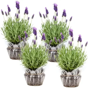 Phenomenal Lavender Live Plant – 4 Pack, 4-8