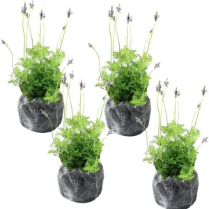 Phenomenal Lavender Live Plant – 4 Pack, 4-8