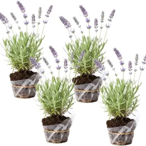 Phenomenal Lavender Live Plant – 4 Pack, 4-8