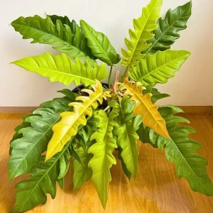Philodendron Melanochrysum Live Plant - Rare Variegated Houseplant 5-9