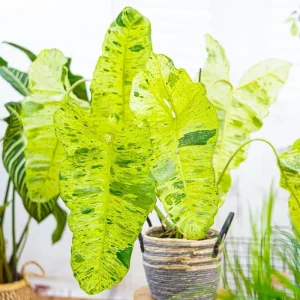 Philodendron Melanochrysum Live Plant - Rare Variegated Houseplant 5-9