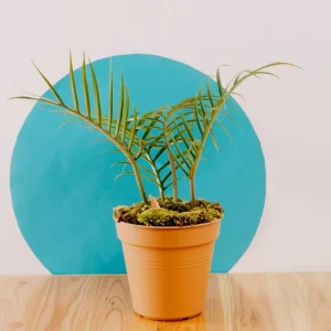 Philodendron Melanochrysum Live Plant - Rare Variegated Houseplant 5-9