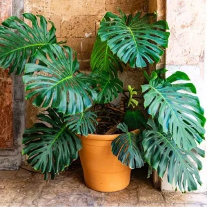 Philodendron Melanochrysum Live Plant - Rare Variegated Houseplant 5-9