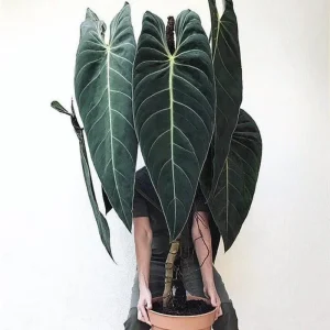 Philodendron Melanochrysum Live Plant - Rare Variegated Houseplant 5-9