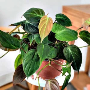 Philodendron Melanochrysum Live Plant - Rare Variegated Houseplant 5-9